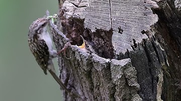 Treecreeper nest