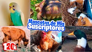 Las Mascotas de Mis Suscriptores 🦚🐶🐈🐇🦆🐓 Especial 120k by Vida con Plumas 7,008 views 7 days ago 38 minutes