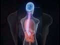 🧠😱 Your Stomach Has Its Own Brain