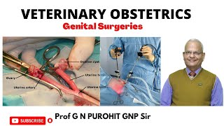 Genital surgeries in female domestic animals I Veterinary Obstetrics I Veterinary Gynecology I VGO