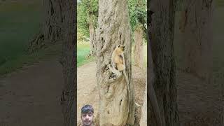 #monkeyshorts #comedyshorts #funnyshorts #viewer #viraal