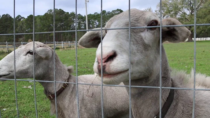 The Charleston County Greenbelt Programs