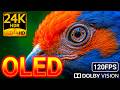 24K HDR 120FPS Animal Vividness: Dolby Vision OLED Test (8K/4K Video)
