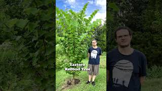 Eastern Redbud An Understory Tree Native To Eastern North America Cercis Canadensis