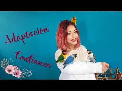 Video: Presentando un nuevo periquito en tu rebaño