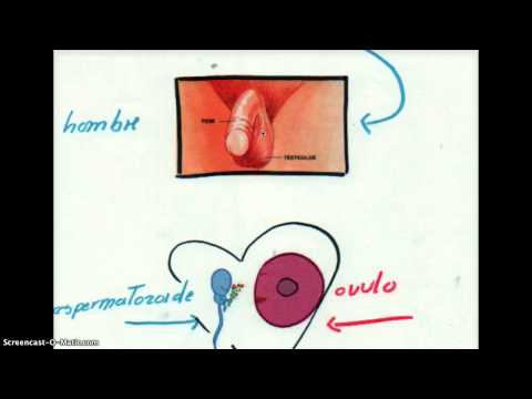 Video: Cómo Construir Una Relación Con Un Bebé (de 0 A 3)