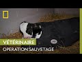 Dr pol arriveratil  sauver ces veaux sur le point de mourir 