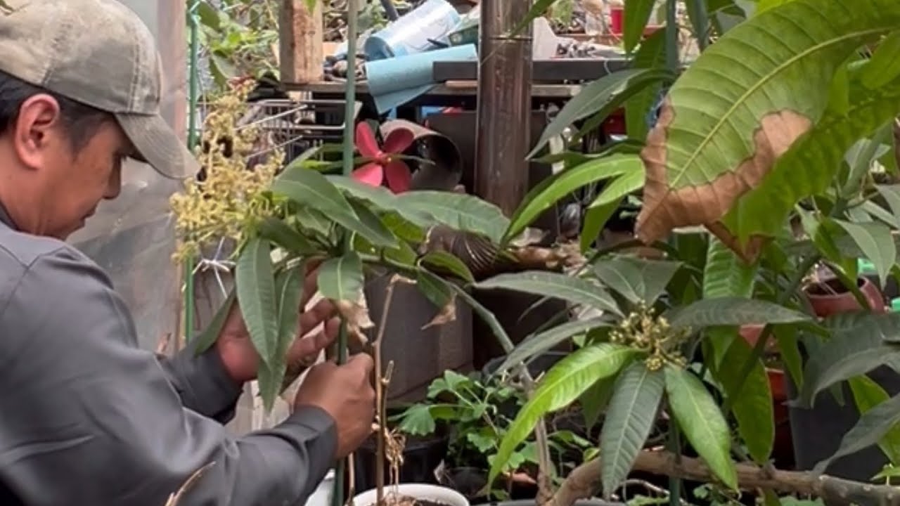 Growing Mangoes in Japan, ang daming bulaklak ng mangga YouTube
