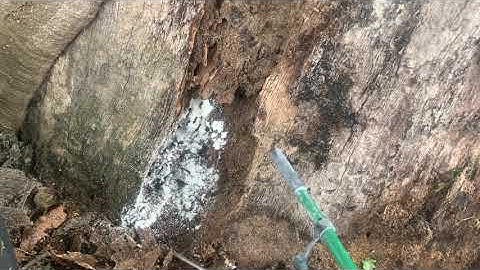 Hidden Carpenter Ants Nest Discovered in Old Tree in Neptune, NJ