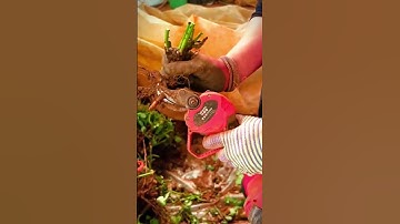 cool skills of farmers cutting grape twigs with unique tools #shorts