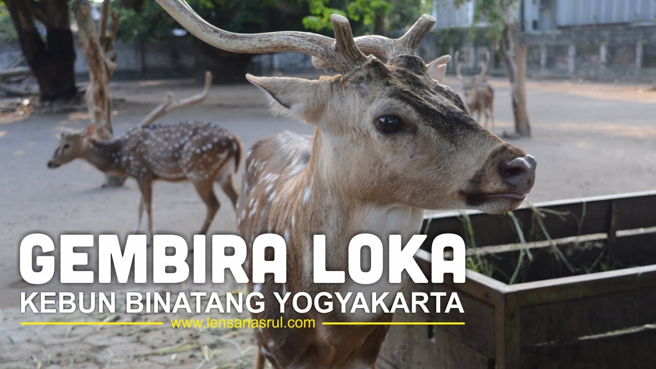 Gembira Loka Zoo Yogyakarta 2016, Lebih Asik - YouTube
