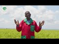 Agromaster - Mwea Rice Farmer Testimonial