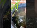 white molly fry growth update #aquarium #mollyfish #fishlover #fhish #fishtank #shots #viral
