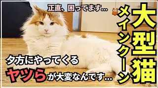 ウチの猫が毎晩大群で押し寄せる◯◯に困っています【大型猫メインクーン】