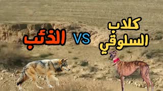 مطاردة كلاب السلوقي 🐕 للذئب 🐺