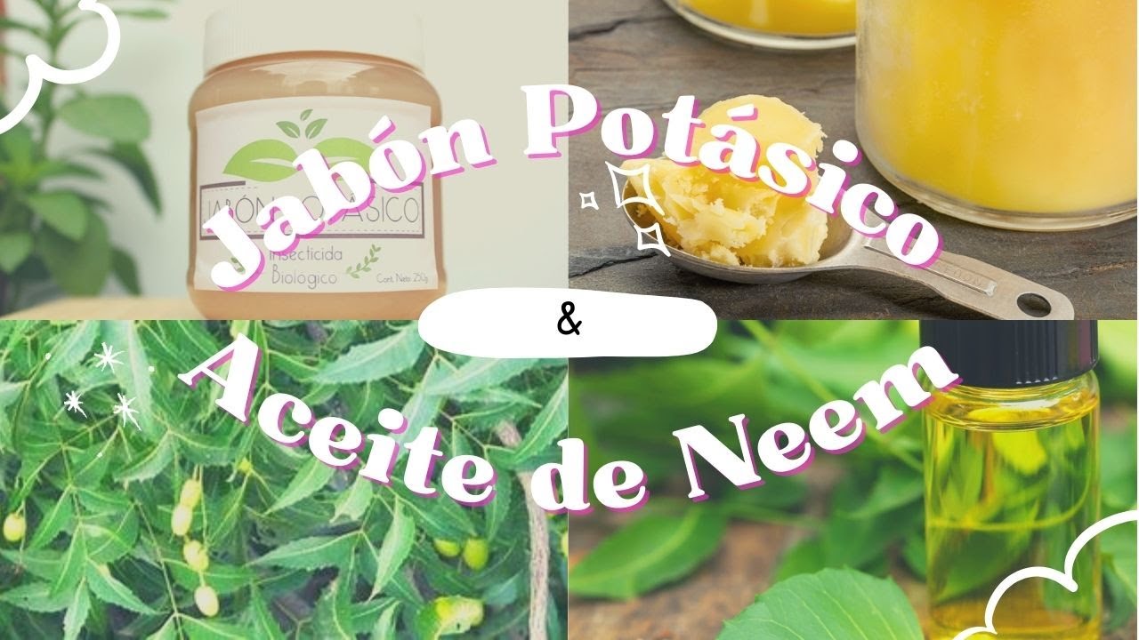Jabón potásico + Aceite de Neem y Canela - Dale Que Brota