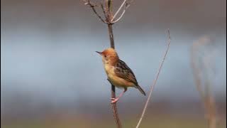 Golden-headed Cisticola