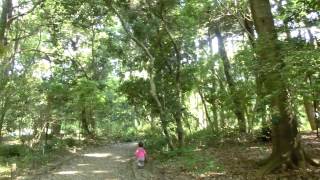 響　20140510　緑の光・鳥の声
