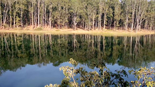 Animal drinking water Lake and Jungle Safari at Jabalpore,Madhya Pradesh ,India.