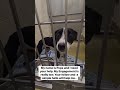 #adoptdontshop #shelterdog #doglover #animallove #lastchancepawsrescue