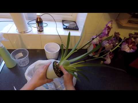 Video: Kā Sagatavot Savu Orhideju Augsni