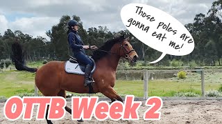 OTTB PROGRESS WEEK 2 // Poles are very scary...