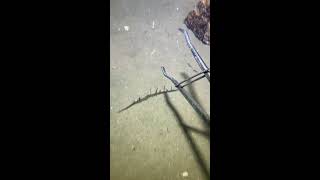 I catching seafood on the seafloor. Look what I caught.#fishing #ocean #deepsea #nature #beach