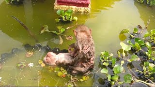 the three brothers and sisters monkey like to swimming 🥽🥽🥽🥽🥽