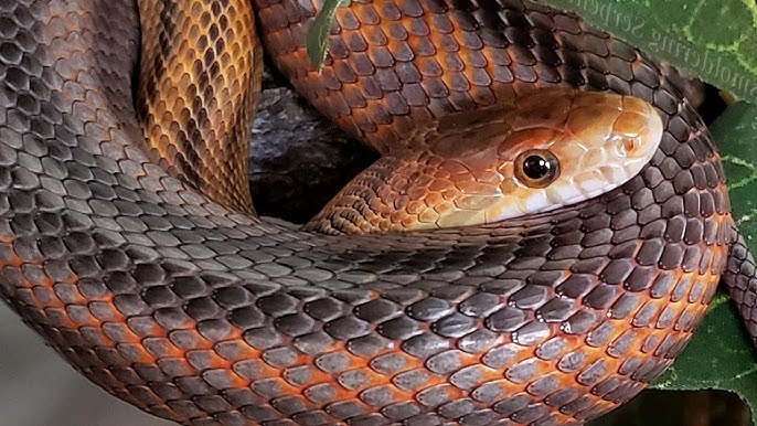 S'N'A Intermediate Series: Episode 28 - King Rat Snake (Elaphe Carinata) -  Youtube