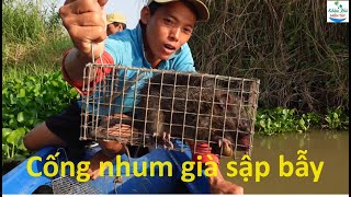 1257 | Bẫy chuột cống nhum mùa gặt lúa | Mouse