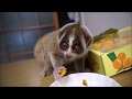 びわを食べるスローロリス（こじろう＆りんころもち）#184