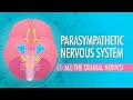 Parasympathetic Nervous System: Crash Course A&P #15