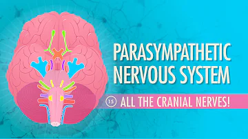 Parasympathetic Nervous System: Crash Course Anatomy & Physiology #15