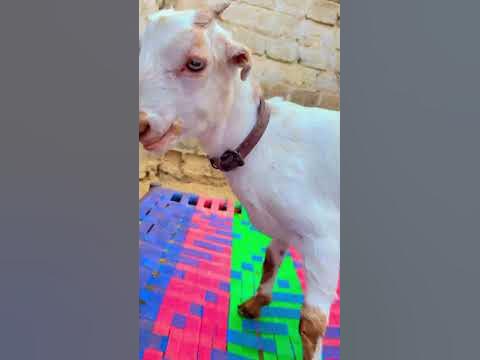 #goat #masti # livestock’s #beuti# say mashallah ️🐐 
