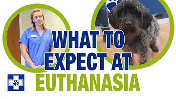 What is the procedure when a dog is euthanized?