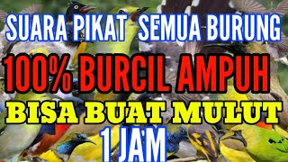 Download Lagu suara pikat semua burung cocok buat mulut dijamin ampuh MP3