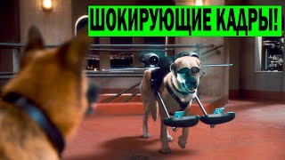 Коты И Собаки! Запрещённый Фильм!