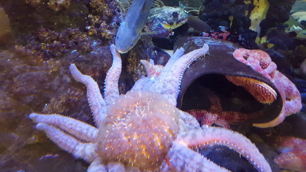 Swimming fish at the Kodiak, AK aquarium YouTube