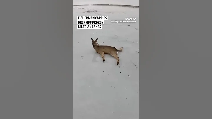 Fisherman carries deer off frozen Siberian lakes