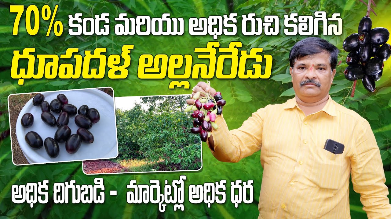అధిక దిగుబడి వచ్చే ధూపదళ్ అల్లనేరేడు | High Yields in Jamun Farming | Alla Neredu | AgriTech Telugu