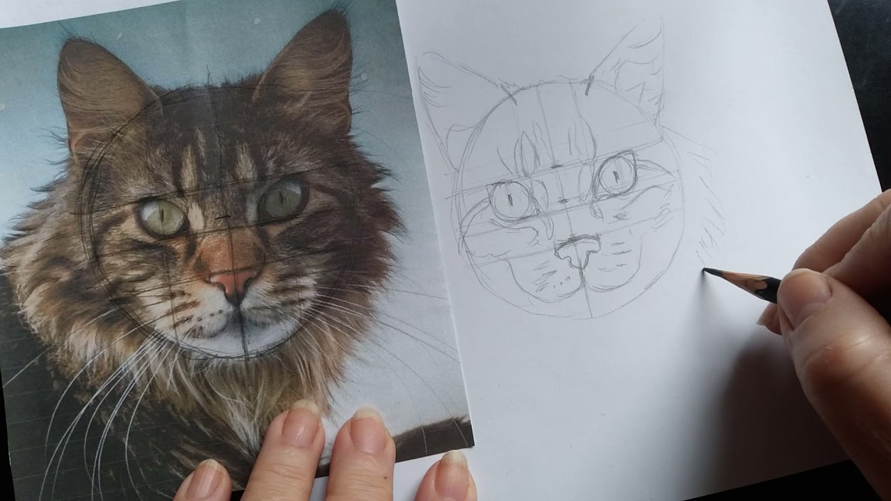 COMO FAZER UM DESENHO DE UM GATO REALISTA Passo a passo - LÁPIS DE COR  SUPER SOFT - TUTORIAL 