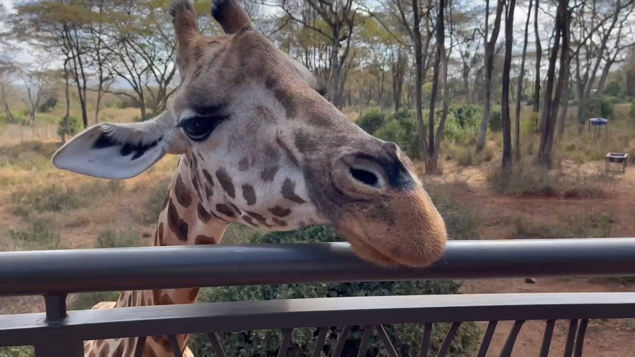 GLOBALink | Expert warns of looming threat as world observes Giraffe Day