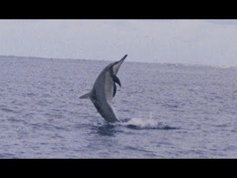 Facts: The Spinner Dolphin