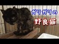 ガリガリにやせ細った野良猫を保護しました