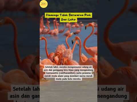Video: Apakah flamingo lahir?