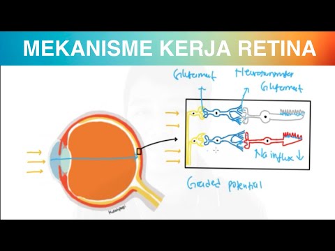 Video: Kemerosotan Epitel Pigmen Retina Disebabkan Oleh Pengagregatan PRPF31 Dan Peranan Keluarga HSP70 Protein