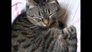 British Cat Fundamentals Explained