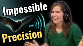 Bat Echolocation: The Sonar Design That Points to a Creator