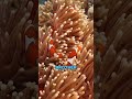 These tiny clownfish babies swimming in your palm are absolutely adorable!