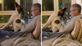 Dog begs for attention in funniest possible way #shorts